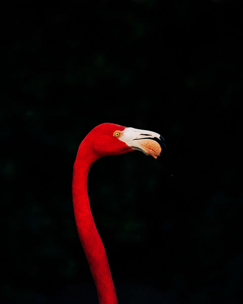 Baha Mar flamingo