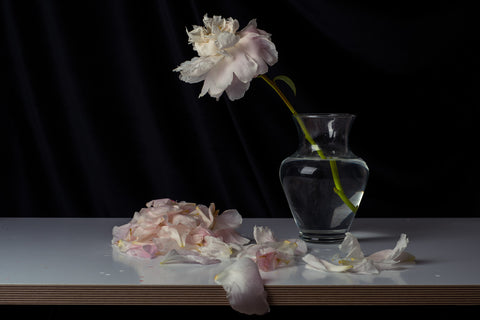 Peonies #1